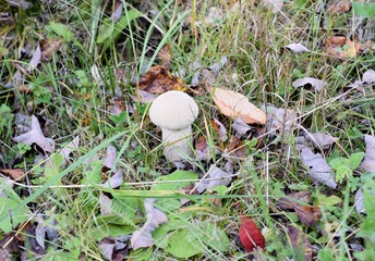 mushrooms in the forest