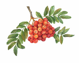 Red ripe rowan berries branch with green leaves ( known as the Sorbus aucuparia, mountain-ash, quick beam). Watercolor hand drawn painting illustration isolated on white background.