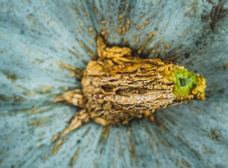 Freshly harvested pumpkin on the field. Selective focus.