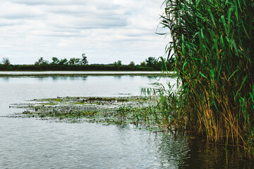 Landscapes of  the Lake Tisza in Hungary