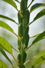 Sesame seed flower on tree in the field