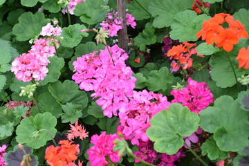 pink flowers in the garden