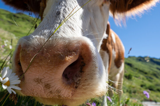 Grazing cow