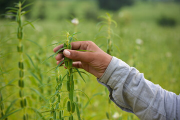 Male hand holding sesame plant against the background of a sesame field