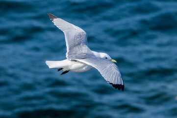 Black-legged Kittiwake (Rissa tridactyla) at St. George Island, Pribilof Islands, Alaska, USA