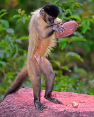 A Tufted Capuchin uses a rock to crack open seeds - evidence of tool use in highly evolved primates...