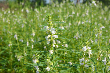 Sesame seed flower on tree in the field