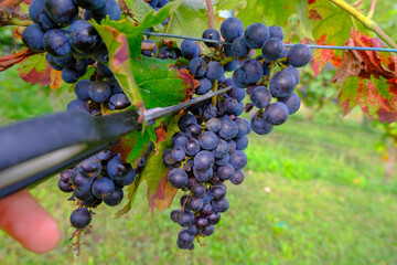 cutting bunch of red grapes in vineyard with scissors close-up. Winemaking industry.  Harvesting