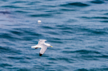 Black-legged Kittiwake (Rissa tridactyla) at St. George Island, Pribilof Islands, Alaska, USA