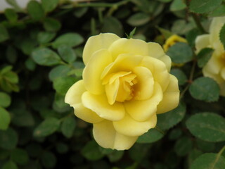 Plant and Flower  Taken at Bangalore Flower Show