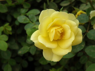 Plant and Flower  Taken at Bangalore Flower Show