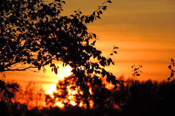Obraz na płótnie Canvas sunset orange sky black silhouettes of branches and leaves 