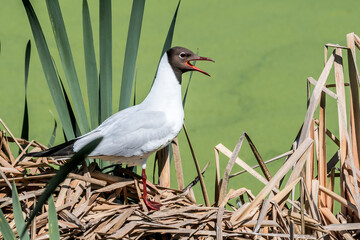 Black-headed Gulls (Larus ridibundus) at colony, Moscow region, Russia