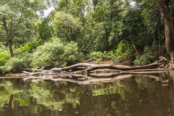 Taman Negara National Park and boottrip on the Tembeling river