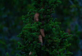 Top of a large conifer with brown cones hanging from it. Close up.