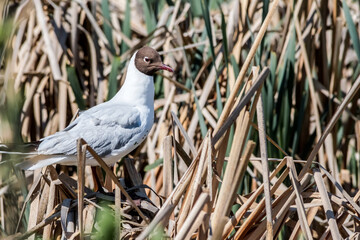 Fototapeta premium Black-headed Gulls (Larus ridibundus) at colony, Moscow region, Russia