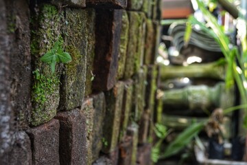 green tree trunk