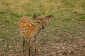 Fototapeta premium Cute dappled deer animal nature