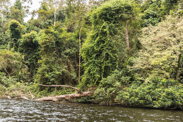 Taman Negara National Park and boottrip on the Tembeling river