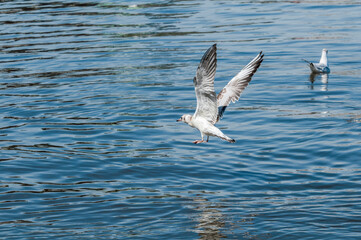 Immature Black-headed Gull (Larus ridibundus) in park, Hamburg, Germany