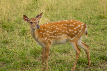 Cute dappled deer animal nature