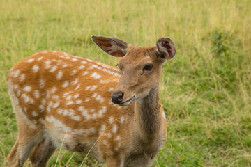 Cute dappled deer animal nature