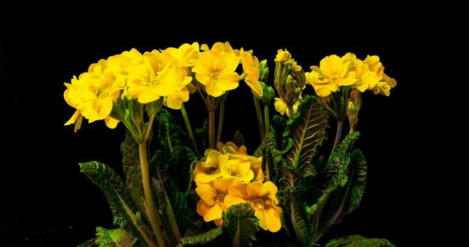 Yellow primrose flowers on a black background, time lapse, 4k