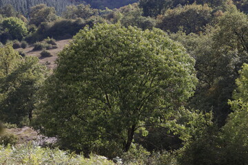 Tree in the countryside