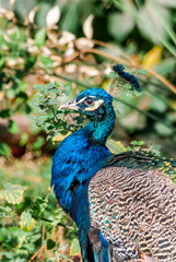Obraz premium Common Peacock (Pavo cristatus) in park