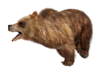 3D Rendering Brown Bear on White