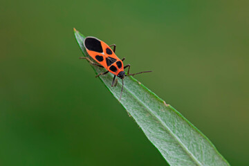 Stink bug on green leaves, North China