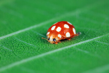 ladybug on green leaves, North China