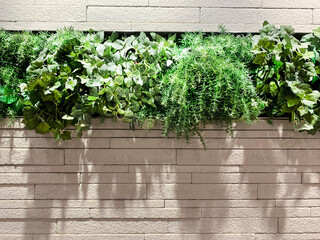 ivy-covered wall