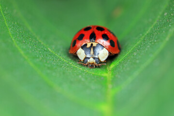 ladybug on green leaves, North China