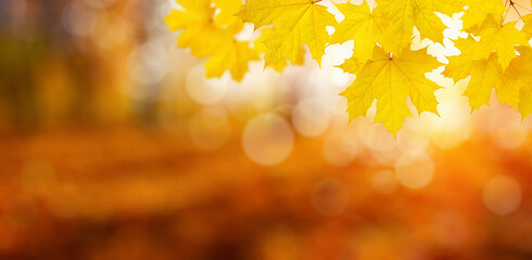  Fall blurred background.