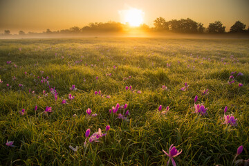 Herbstzeitlose im Naturschutzgebiet Taubergießen in der Ortenau
