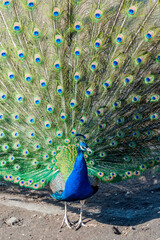 Obraz premium Common Peacock (Pavo cristatus) in park