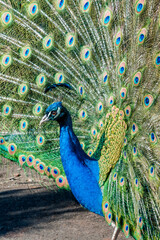 Obraz premium Common Peacock (Pavo cristatus) in park