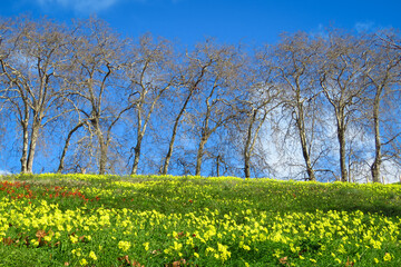 Trees on the hill, yellow flowers field, blue sky