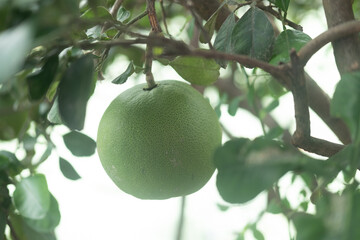 Green Pomelo fruit on a tree