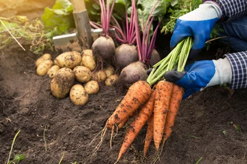 Foto op Canvas Harvesting organic vegetables. Autumn harvest of fresh raw carrot in farmer hands in garden © Viktor Iden