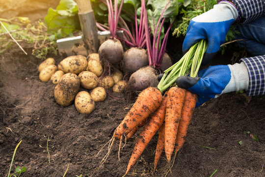 Harvesting organic vegetables. Autumn harvest of fresh raw carrot in farmer hands in garden