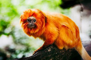 Petit Singe Saimiri Jaune Wall Mural Wallpaper Murals Wallsheaven Picsart