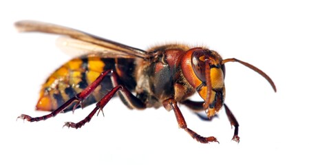 European hornet in latin Vespa crabro - obrazy, fototapety, plakaty
