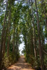 footpath through a natural park in the Bekaa valley, Lebanon