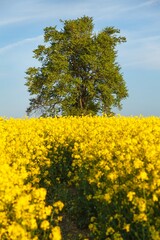 rapeseed canola or colza field Brassica Napus and tree