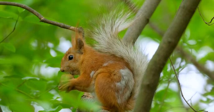 Close up picture of squirrel on a branch	