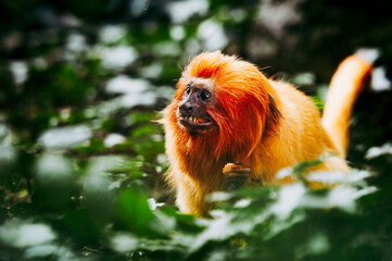 Petit singe tamarin lion doré