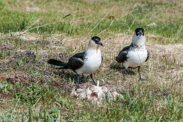 Pomarine Jaeger (Stercorarius pomarinus) in Barents Sea coastal area, Russia