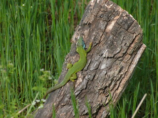 Lizard